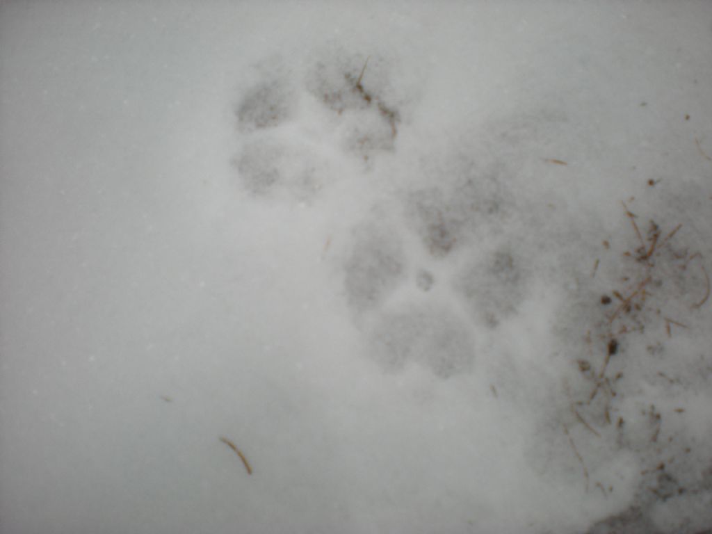 Lince nelle Alpi
